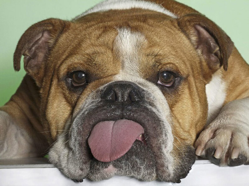 English Bulldog Licking Nose — Brown