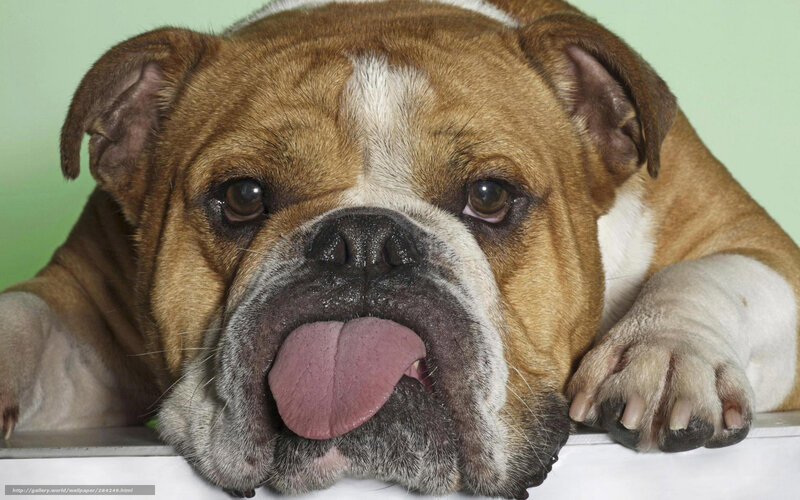 English Bulldog Licking Nose