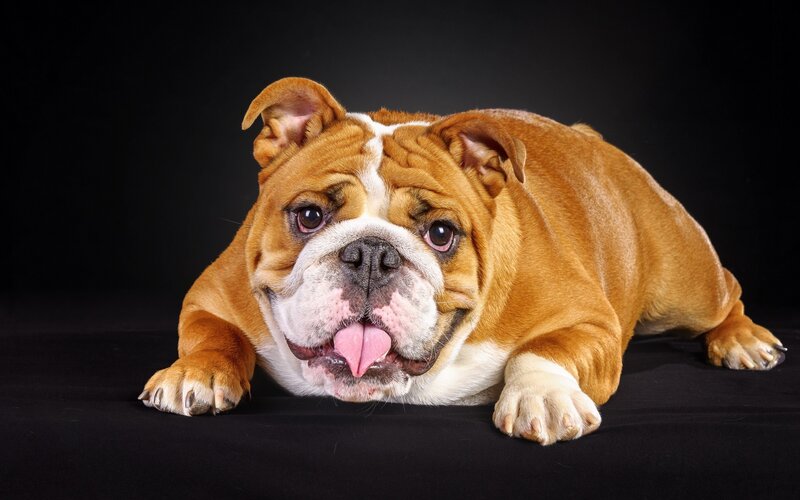 English Bulldog Lying Down — Brown, Calm