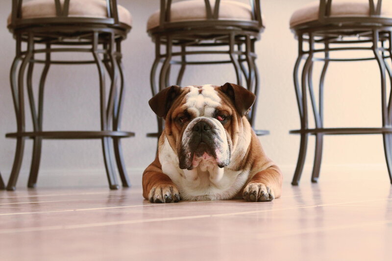 English Bulldog Lying Down — Brown