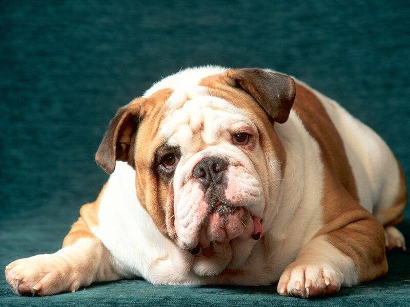 English Bulldog Lying Down
