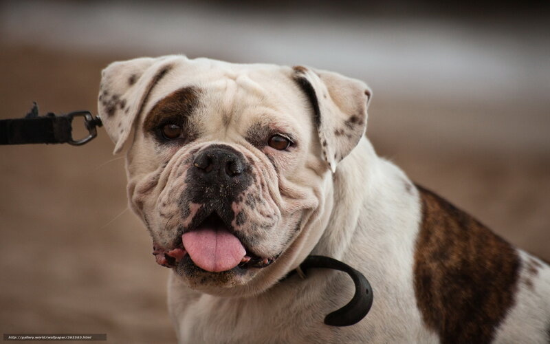 English Bulldog on a Leash