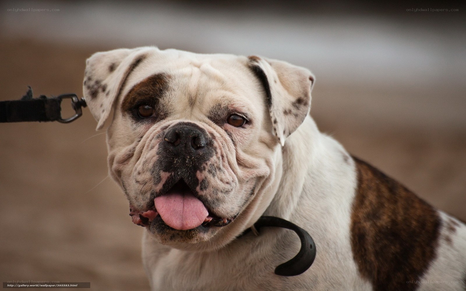 English Bulldog on a Leash
