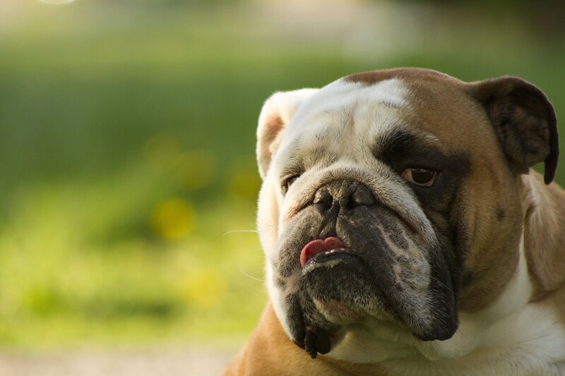 English Bulldog Outdoors