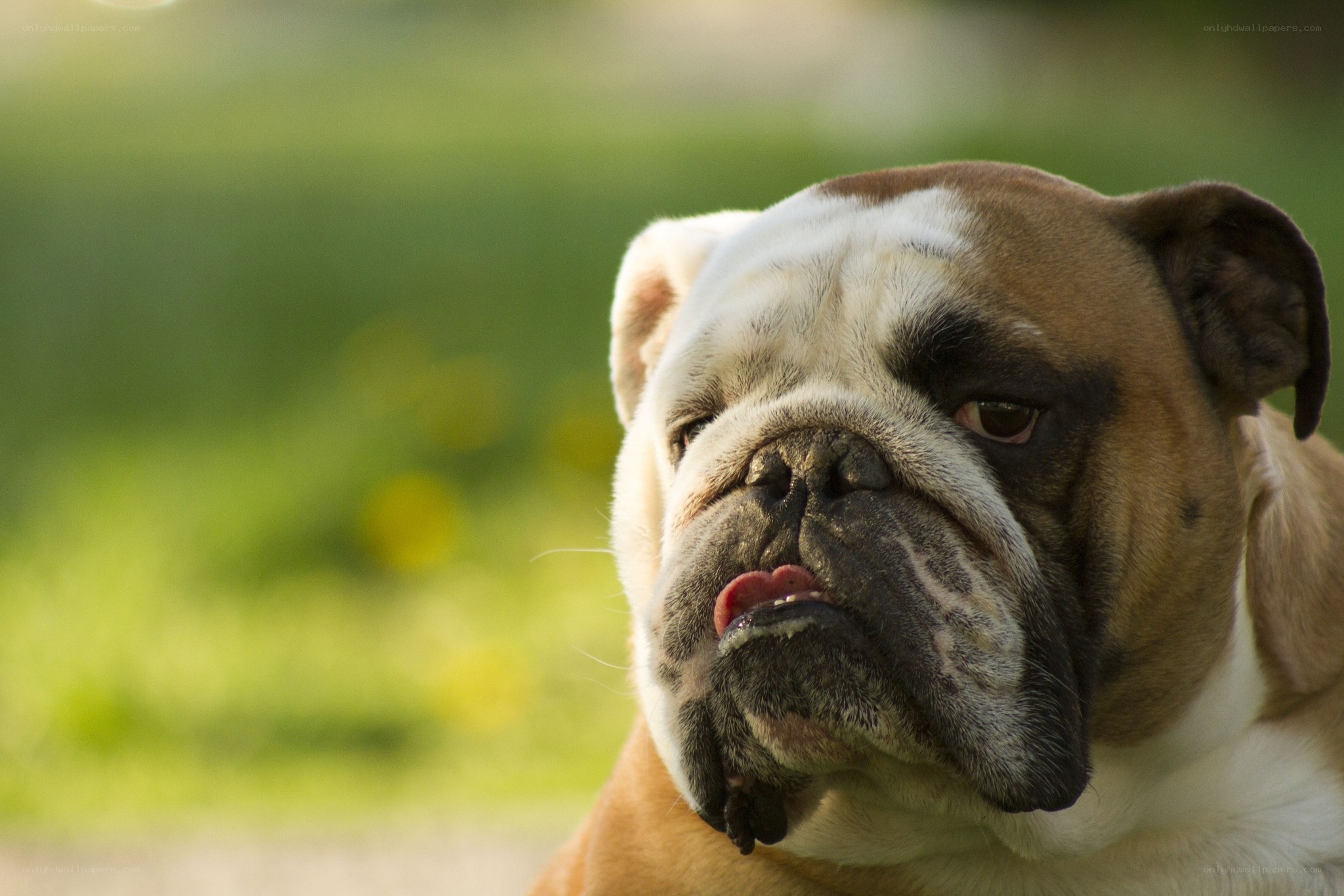 English Bulldog Outdoors
