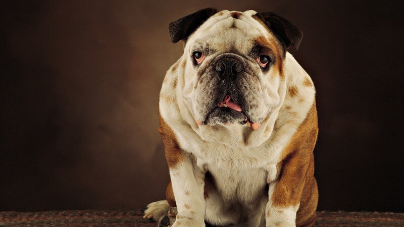 English Bulldog Portrait
