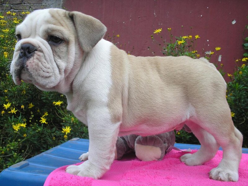 English Bulldog Puppy