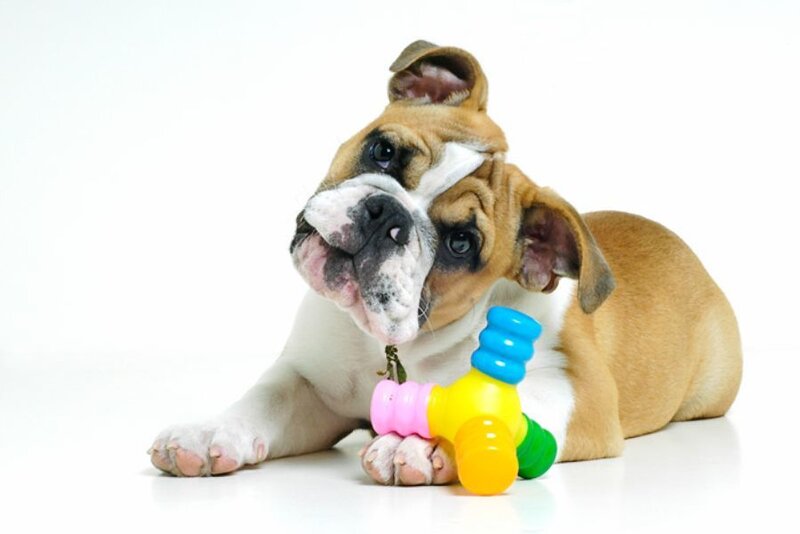 English Bulldog Puppy — Brown