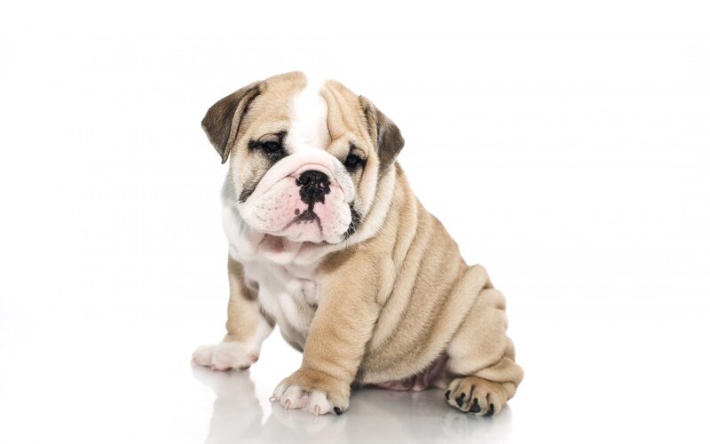 English Bulldog Puppy — White