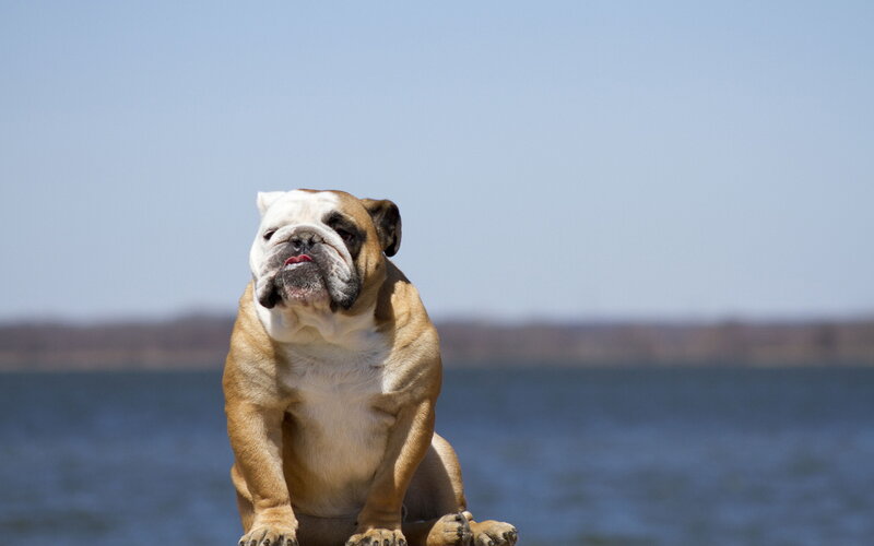 English Bulldog Sitting