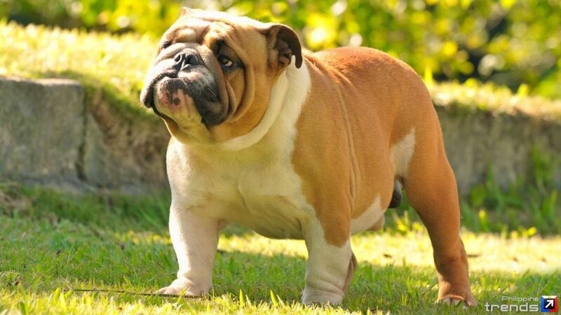 English Bulldog Standing