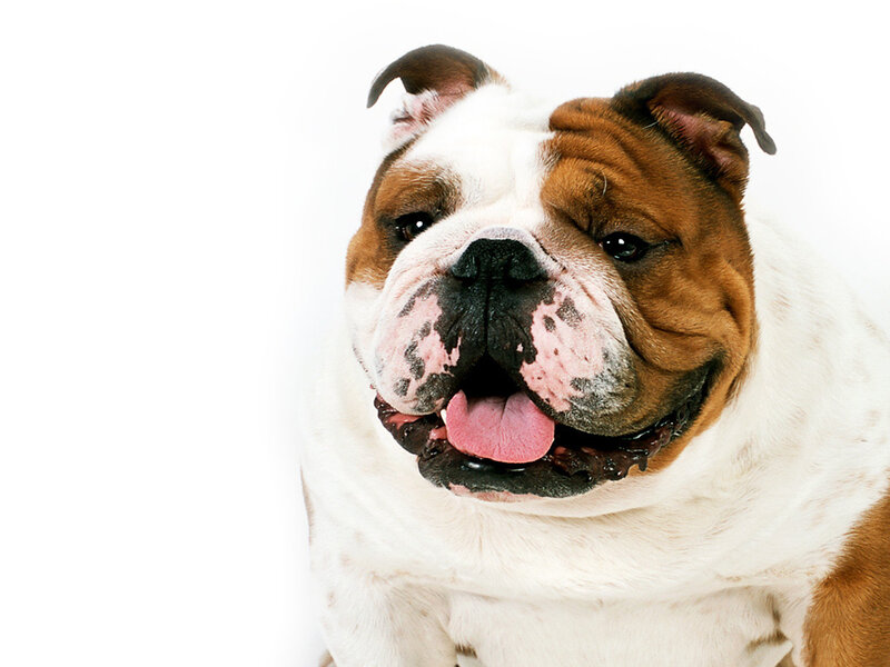 English Bulldog