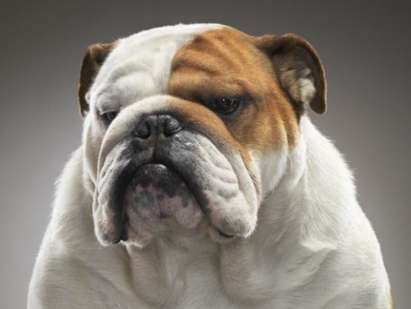 English Bulldog — White