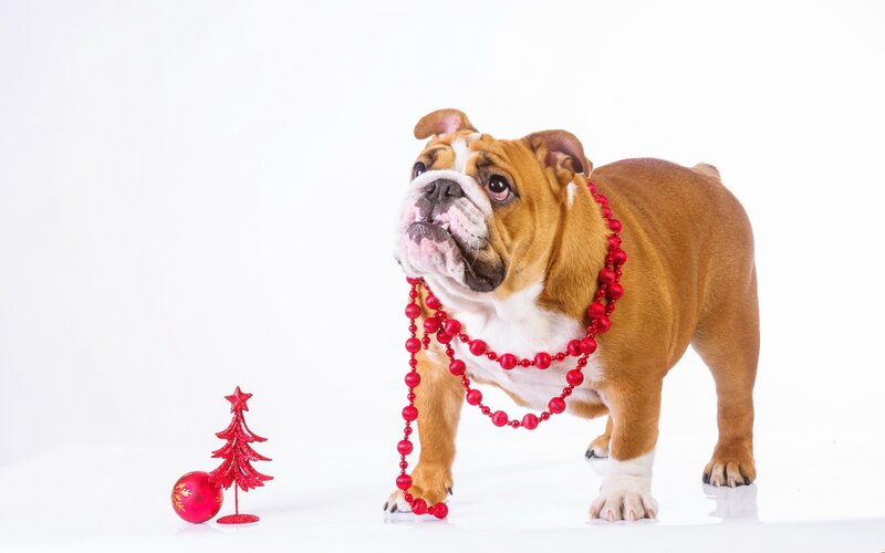 English Bulldog with Beads