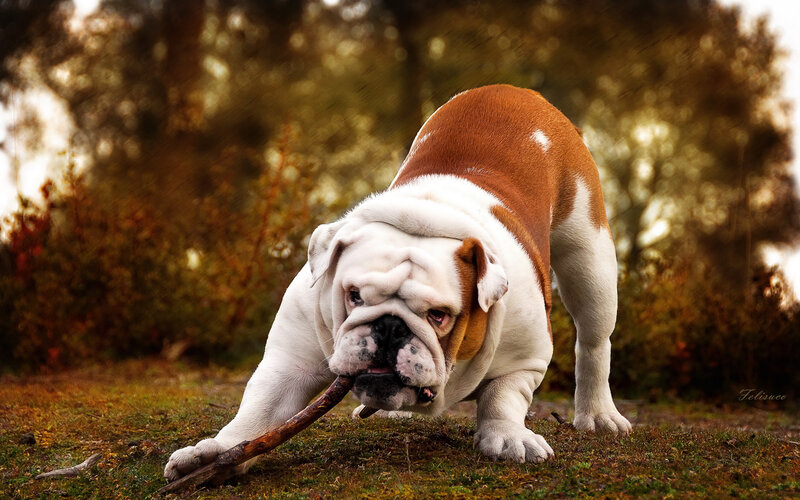 English Bulldog with Stick