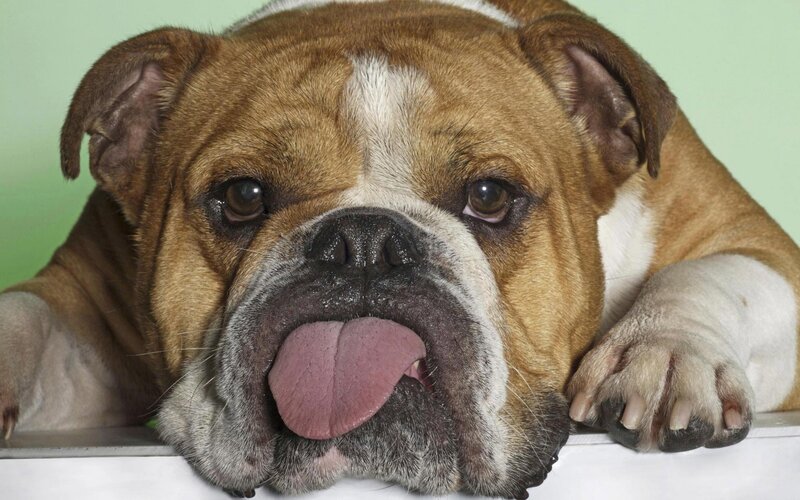 English Bulldog with Tongue Out