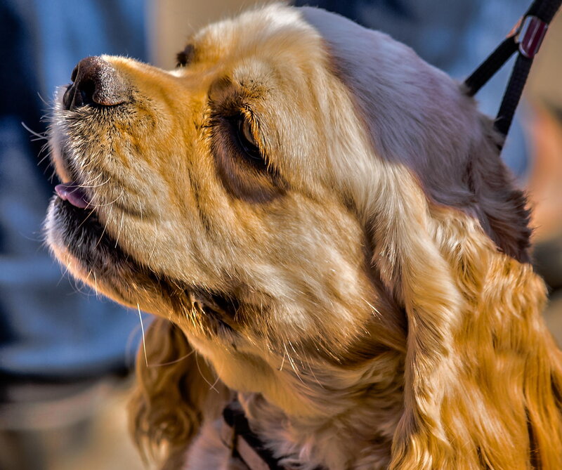 English Cocker Spaniel
