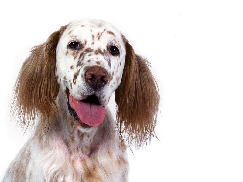 English Setter dog portrait
