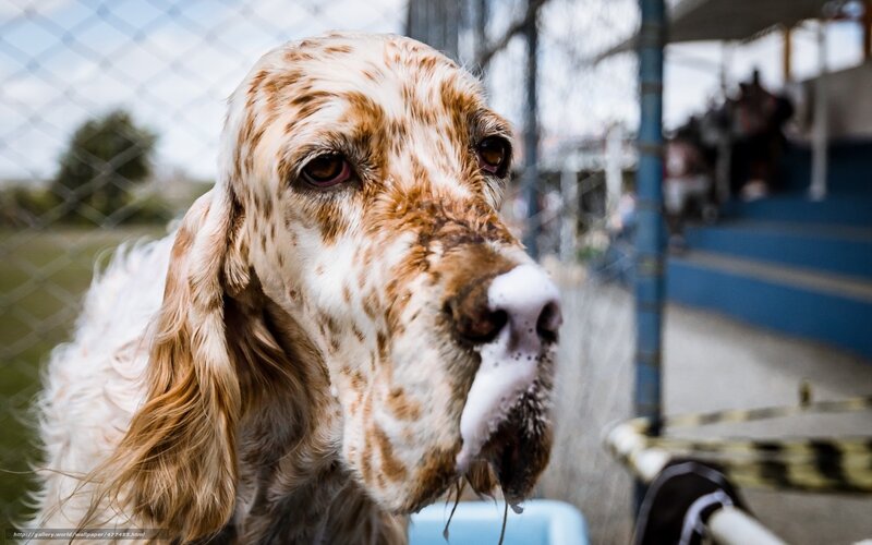 English Setter Dog — White