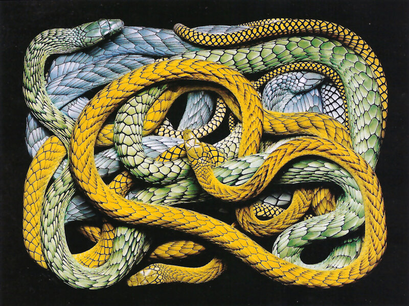 Entwined Snakes