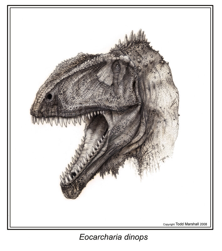 Eocarcharia dinops dinosaur head