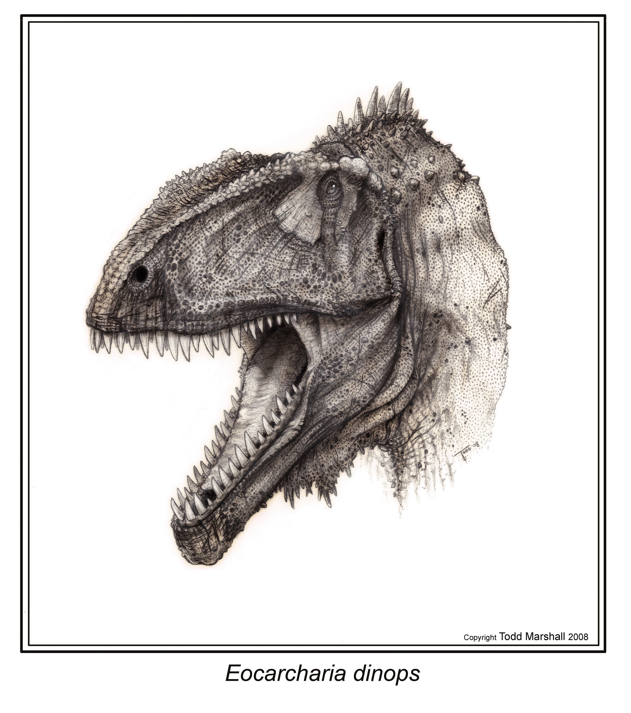 Eocarcharia dinops dinosaur head