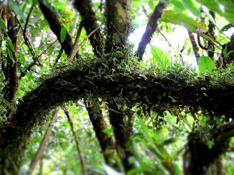 Epiphytic Plants on Tree