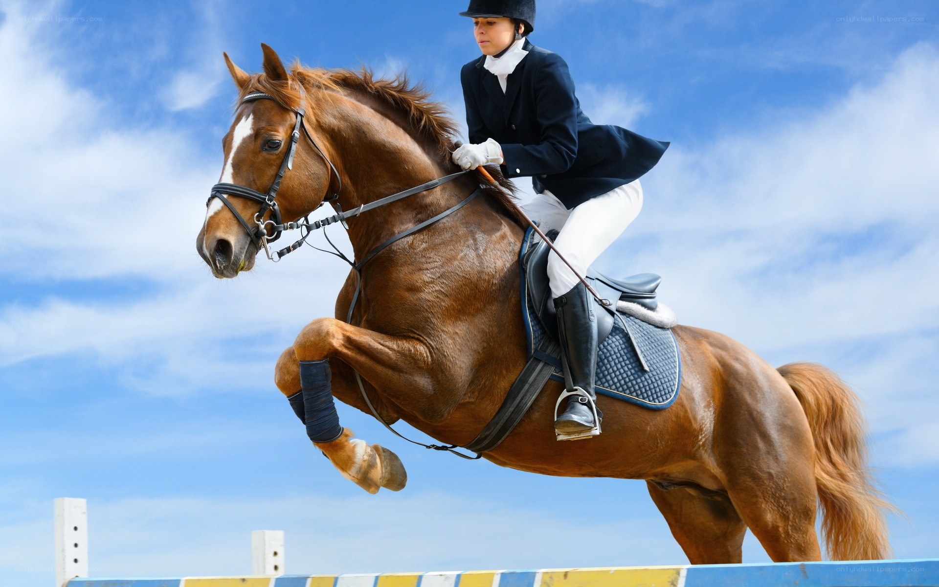 equestrian jumping over obstacle