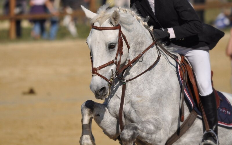 equestrian rider on a white horse