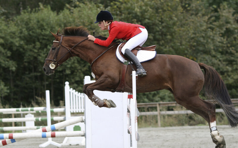 Equestrian Rider on Horse — Brown