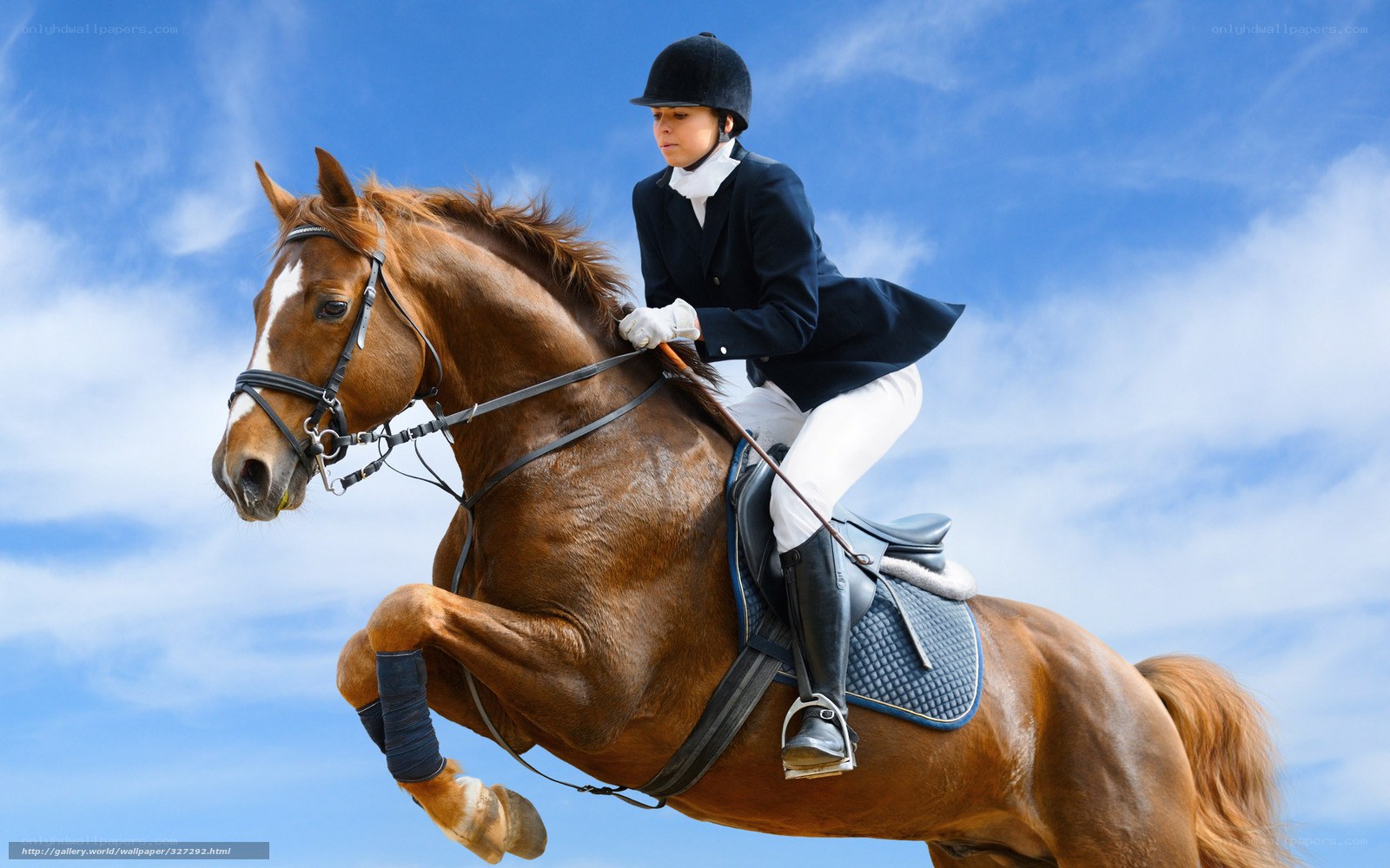 Equestrian rider on horse