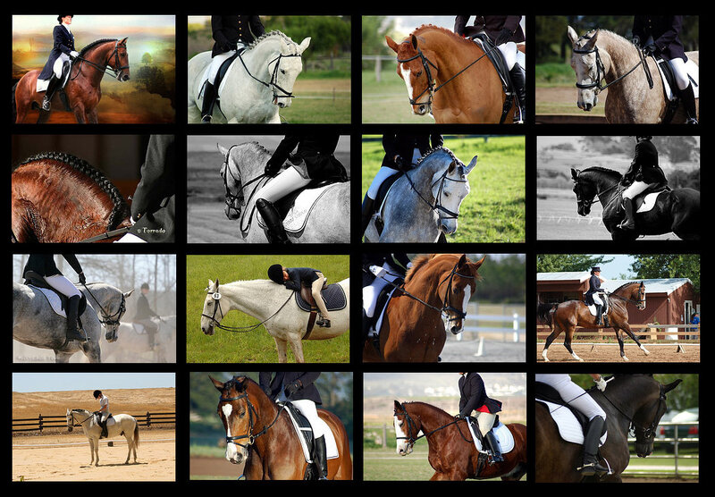 Equestrian Riders and Horses