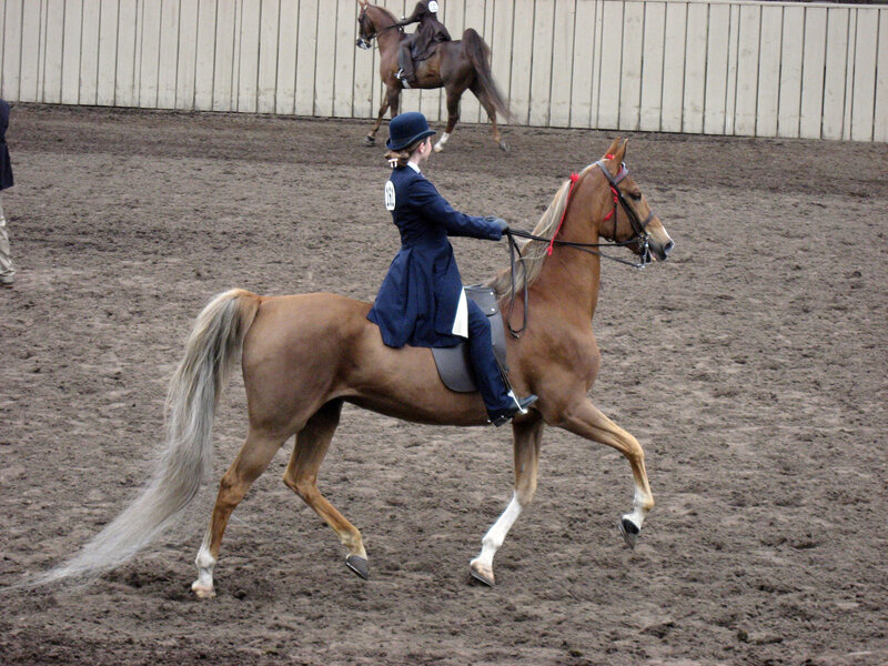Equestrian riding in an arena