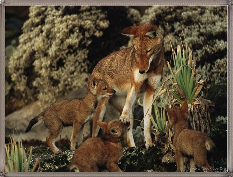 Ethiopian wolf family