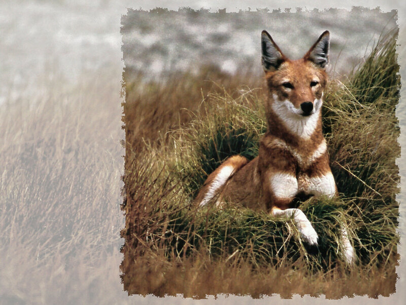 Ethiopian Wolf in Grass