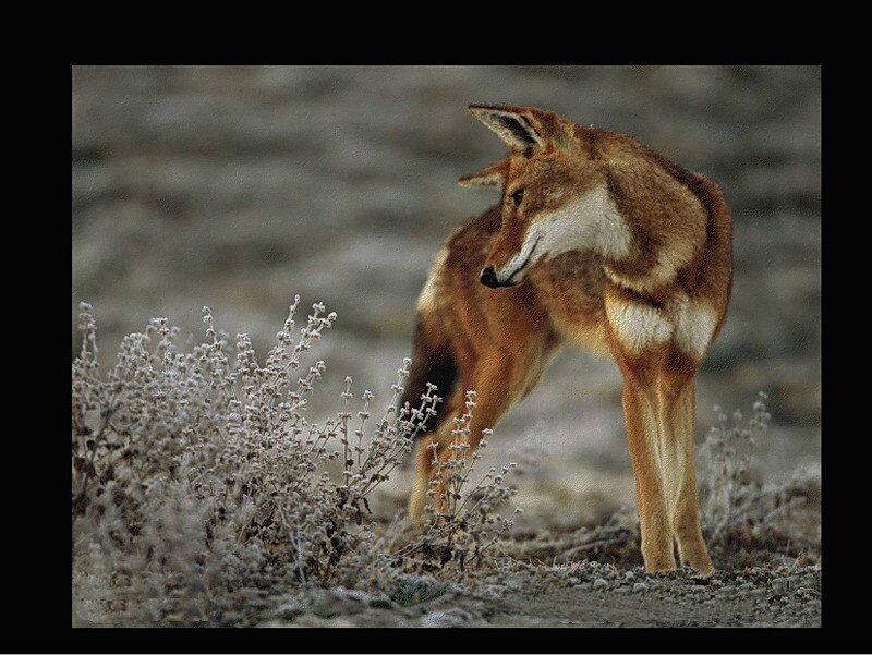Ethiopian wolf in the wild