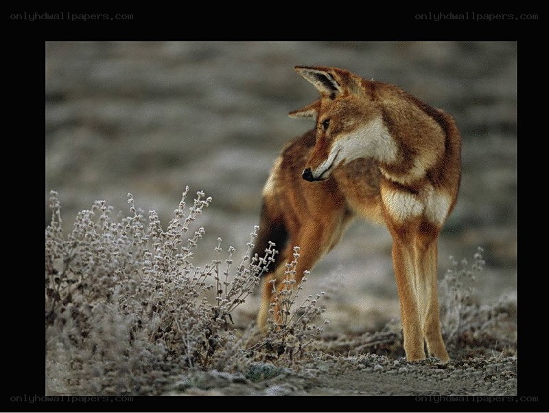 Ethiopian wolf in the wild