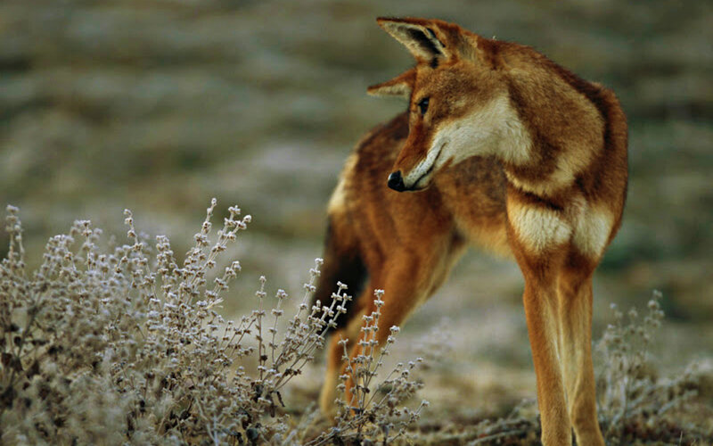 Ethiopian Wolf
