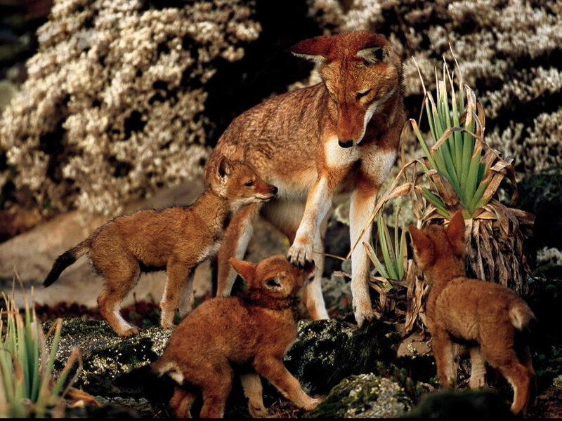 Ethiopian Wolf with Pups