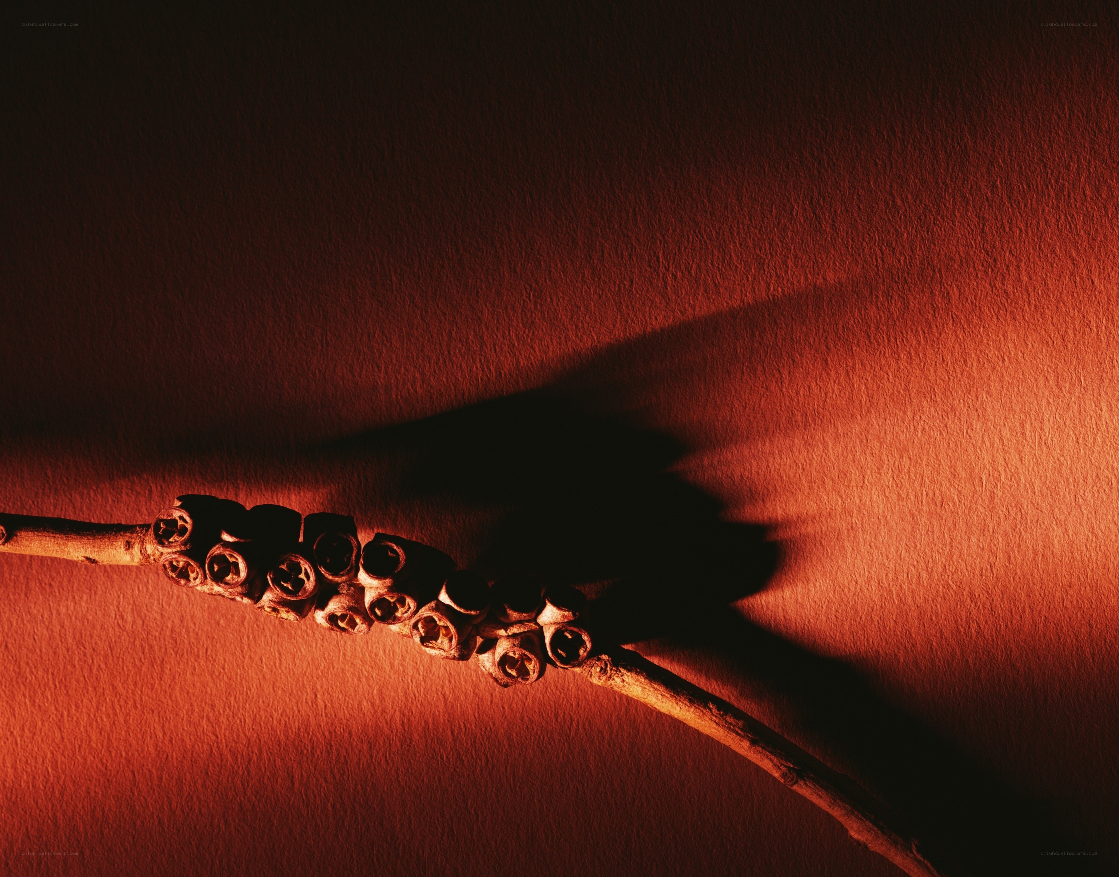 Eucalyptus branch in red light