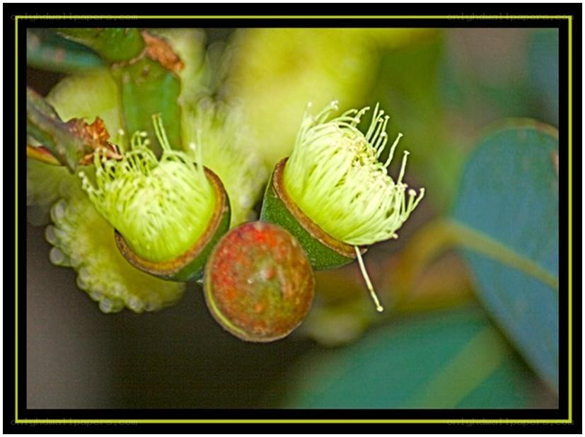 eucalyptus buds and flowers