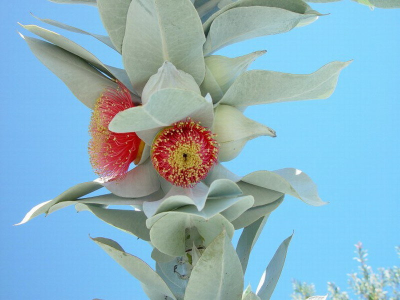 Eucalyptus Flower Bloom