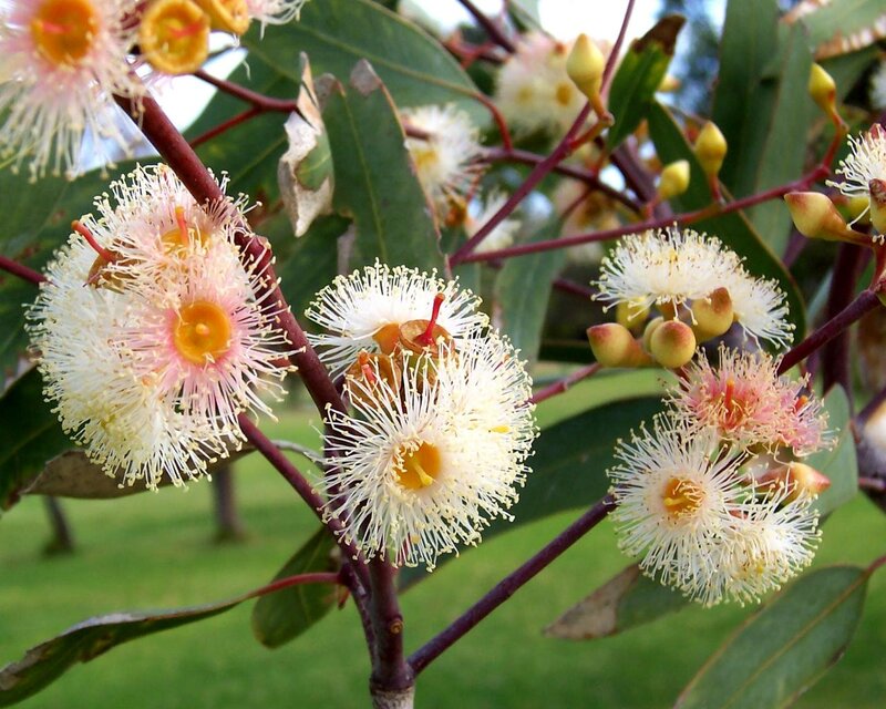 Eucalyptus Flowers and Buds