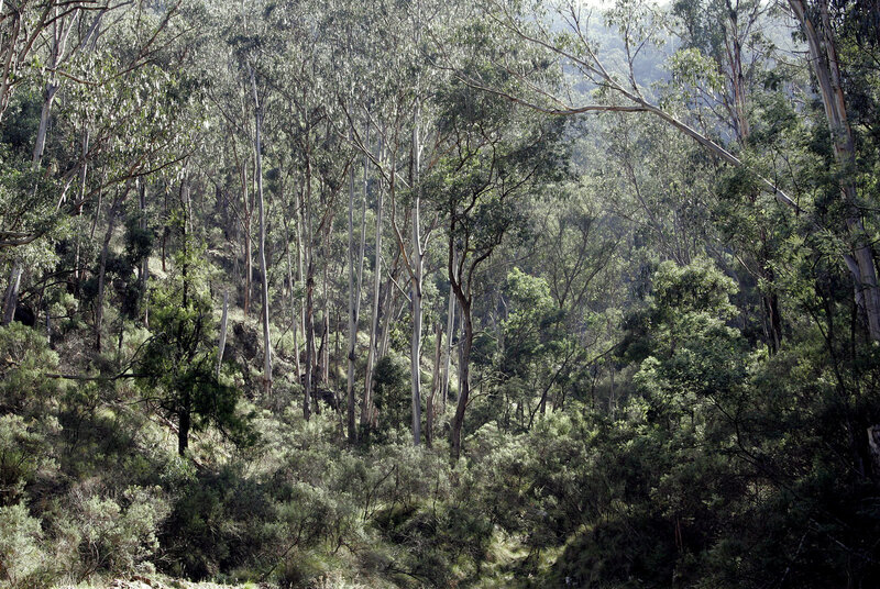 Eucalyptus Forest