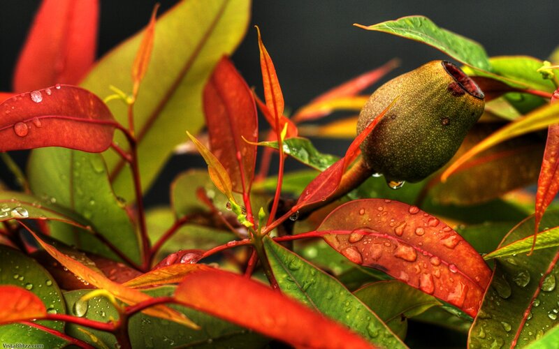 Eucalyptus Fruit and Leaves