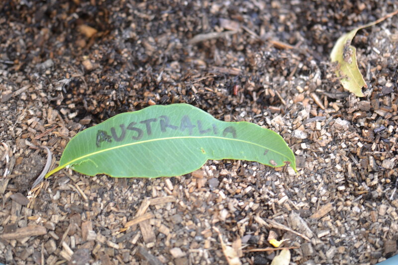 Eucalyptus Leaf on Mulch
