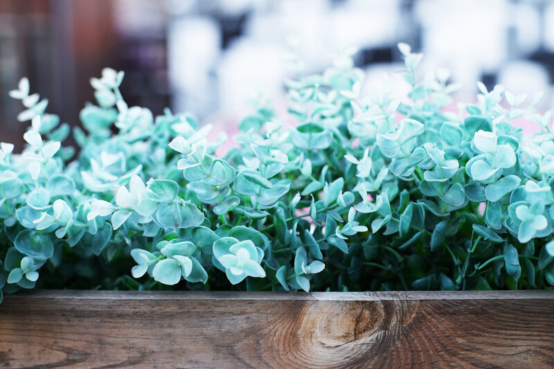 Eucalyptus Plant in Planter