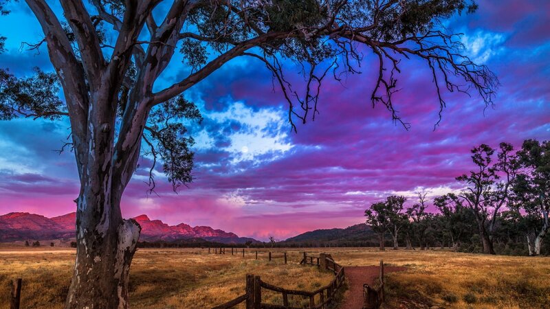 Eucalyptus Tree at Dusk