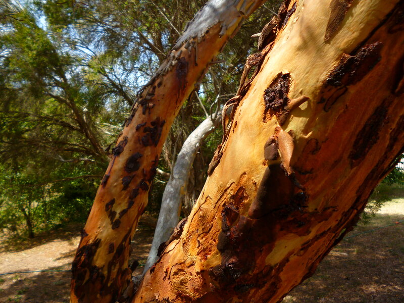 Eucalyptus Tree Bark — Brown