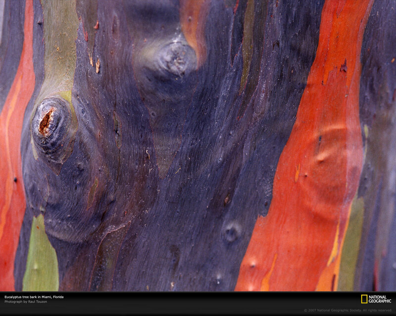 Eucalyptus Tree Bark
